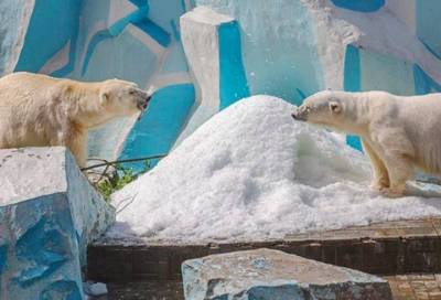Белые медведи Кай и Герда готовятся встречать зиму в Новосибирском зоопарке