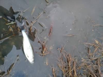 Вода пенится, рыба дохнет. В Троицком районе зафиксировано загрязнение реки Санарка