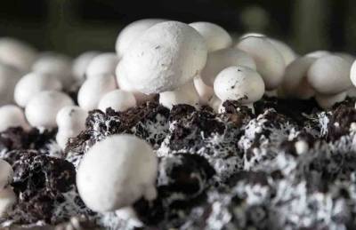 Мнение: Производство грибов в Украине увеличивается и укрупняется