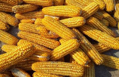 На Ровенщине наивысшую урожайность дает кукуруза