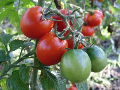 Что сажать после помидор на следующий год: секреты дачникам