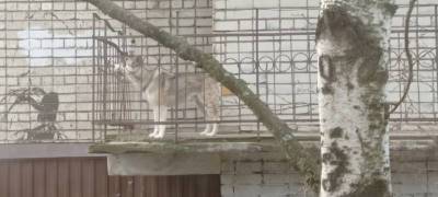 Жители Петрозаводска обеспокоены судьбой закрытой на балконе собаки (ФОТО и ВИДЕО)