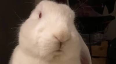 Кролик Борис дорвался до еды – это очень забавное зрелище! (Видео)
