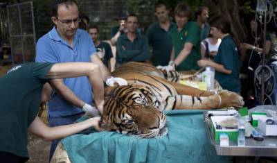 Тигры не боятся! В США проходит кампания по вакцинации животных от коронавируса