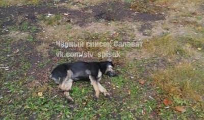 В Башкирии парень с девушкой выбросили щенка из окна 9 этажа