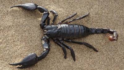 Ученые Абердинского университета предложили использовать яд скорпионов для лечения COVID-19