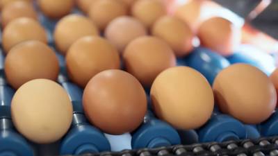 Диетолог Соломатина рассказала, о чем свидетельствует цвет скорлупы куриных яиц