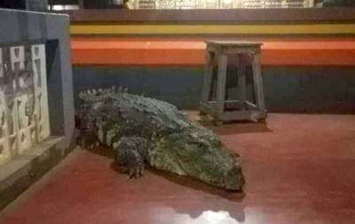 В индийском храме живет крокодил-вегетарианец