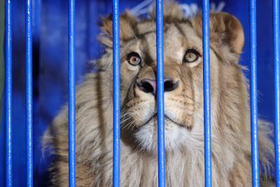 В Челябинске из-за ошибки в документах в Танзанию не могут вылететь лев и леопард