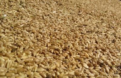 Украинской пшеницы стало значительно больше на рынке Турции - agroportal.ua - Россия - Украина - Турция