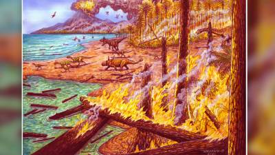 Лесные пожары сожгли Антарктиду 75 миллионов лет назад