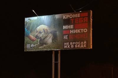 В Твери внимание к бездомным животным привлекают с помощью билбордов