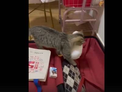 Без гуся не поеду: кот, собирающий чемодан, рассмешил пользователей Сети