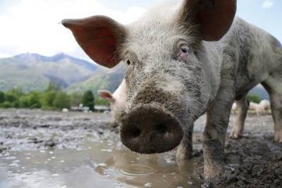 На белгородской площадке «Мираторга» снова выявили очаг африканской чумы свиней