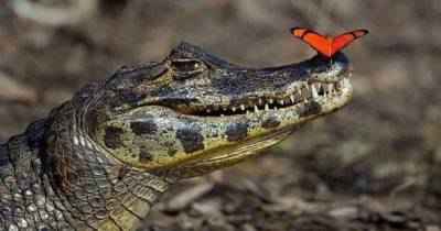 В индийском храме живет крокодил-вегетарианец, который питается только рисом (фото)