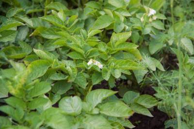 Как защититься от картофельной моли: опытные огородники назвали эффективные способы