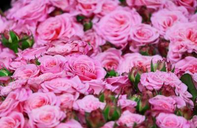 Зачем опытные садоводы используют медный купорос при выращивании роз