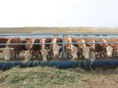 Госдума запрещает добавлять антибиотики в корма для животных