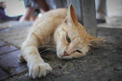 Кнессет увеличил финансирование стерилизации бездомных котов