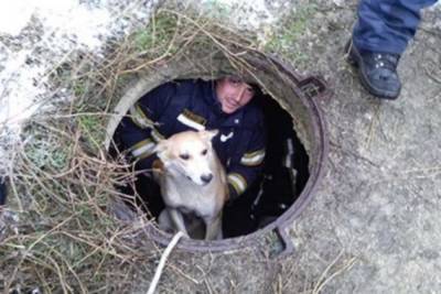 В Архангельске и Лешуконском две собаки чуть не утонули в канализационных колодцах
