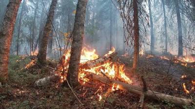 Суд в Турции отпустил арестованных за поджог леса российских туристов