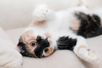 Ученые объяснили одну из самых странных привычек кошек и мира