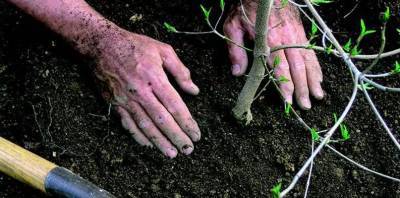 В Ульяновске внедряют новую технологию высадки деревьев