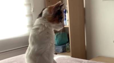 Кот услышал странный звук и подскочил на задние лапы - уморительные кадры! (Видео)