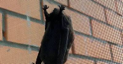 Москвич спас заснувшую на окне летучую мышь