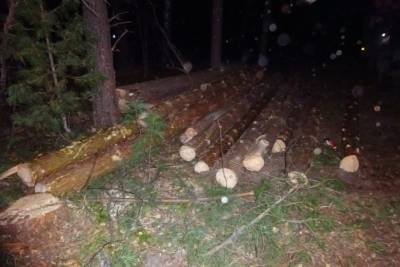 Около сотни деревьев более чем на 2,6 миллиона рублей вырубил житель Томской области