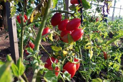 Раскрыто, можно ли собирать семена с томатов, которые болели фитофторозом
