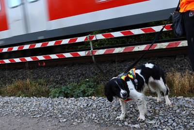 Дороги в Германии начнут строить при помощи собак