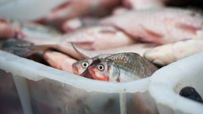 Китай приостановил импорт морепродуктов двух российских компаний из-за COVID-19