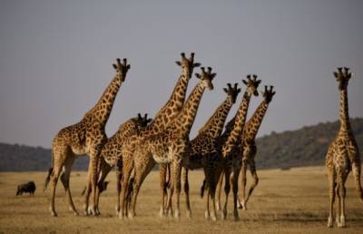 Мечтаете познакомиться с дикой природой в Танзании? Это стоит узнать до путешествия