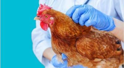 Китайский птичий грипп может вызвать новую пандемию на планете