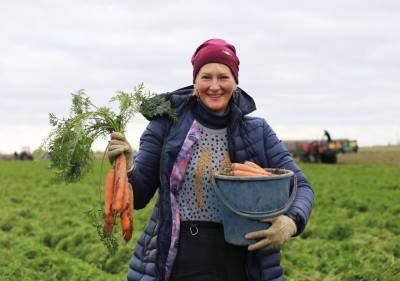 В Васлишках убирают французскую морковь сорта “маэстро”