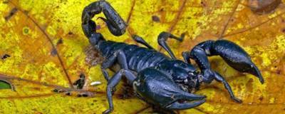 Ученые изучают потенциал ядов скорпионов в борьбе с новыми штаммами ковида