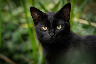Рязанские зоозащитники опасаются за судьбу чёрных собак и кошек перех Хэллоуином