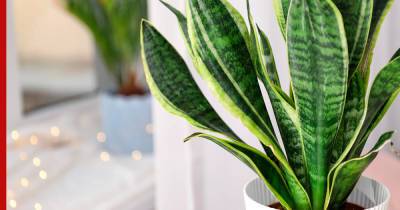 Какие растения увлажняют воздух в квартире: топ-5 комнатных цветов