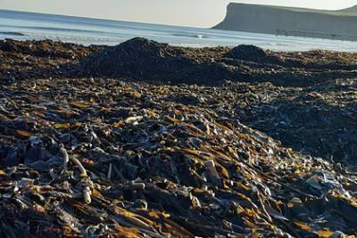 На английских пляжах нашли тысячи погибших загадочным образом морских существ