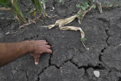 Ущерб курганских аграриев от засухи в 2021г составил около 1,6 млрд руб