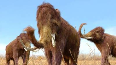 Люди не виноваты: ученые сделали сенсационное открытие о причинах вымирания мамонтов