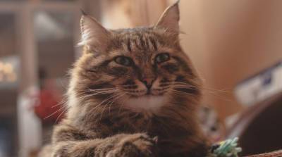 Любопытный кот изучал новую камеру и повеселил сеть (Видео)