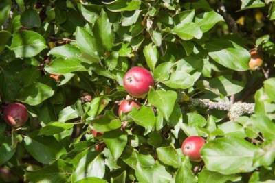 На яблоне мох: что делать дачнику