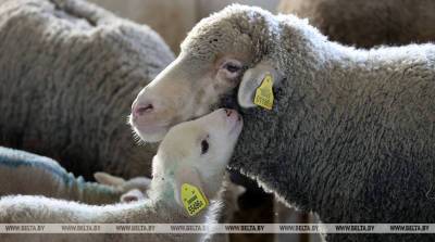 ФОТОФАКТ: Поголовье овец планируют расширить в РСУП "Хутор-Агро"