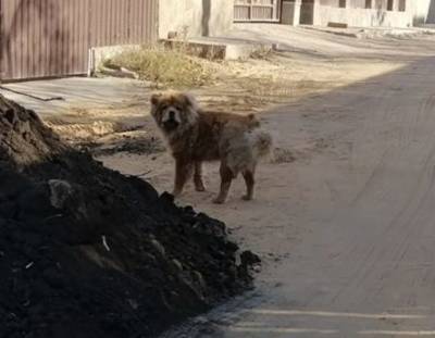 В Воронеже просят отыскать хозяина дорогой собачки
