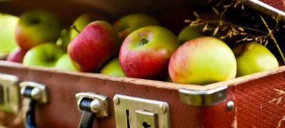 Жителя Карелии остановили на границе с финскими яблоками и авоквадо