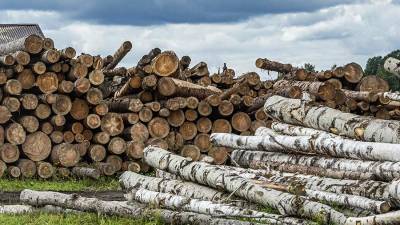 В Хабаровске выявили контрабанду леса в Китай на 3,2 млрд рублей