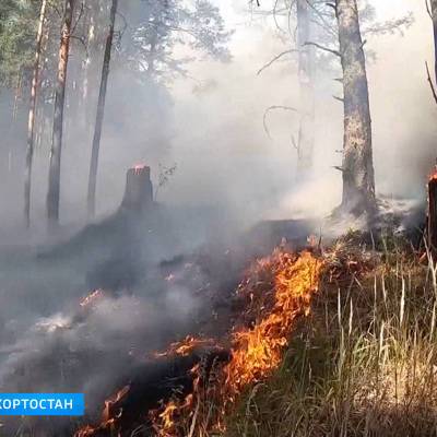 За последние сутки в России потушены лесные пожары площадью 1 732 га