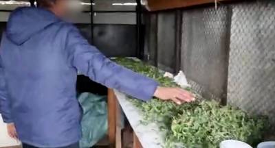 У жителя Липецкого района наркополицейские нашли восемь килограммов марихуаны (видео)